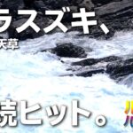 圧巻のヒラスズキ連続ヒット―天草の磯で炸裂するミノーゲーム