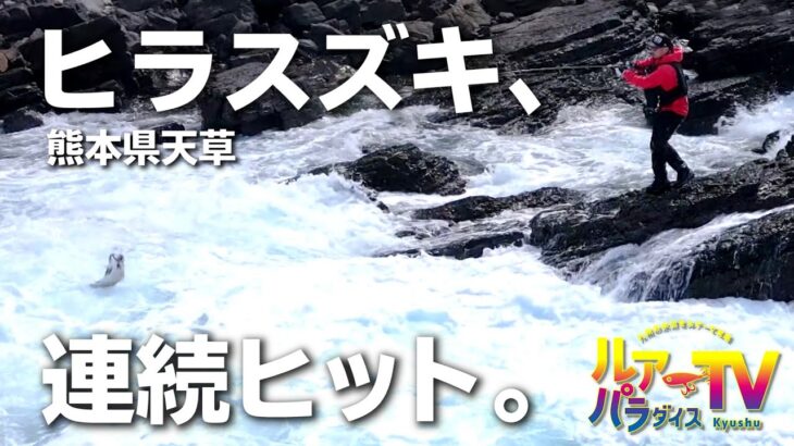 圧巻のヒラスズキ連続ヒット―天草の磯で炸裂するミノーゲーム