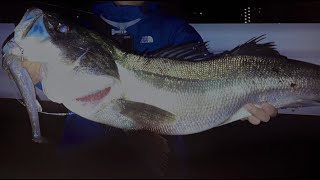 シーバス釣り　〜叩かれた後でも…‼︎編〜