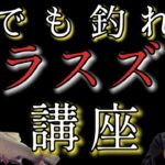 【ヒラスズキを始めよう】誰でも釣れる！ヒラスズキの探し方！