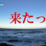 【釣り】【磯】【ヒラスズキ】2021～2022　＃2  きっと運を使い果たしただろうｷｬｧ♪(*ﾉ∀ﾉ)ヾ(≧▽≦)ﾉあははは！