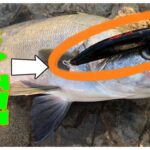 【ランカーヒラスズキを求めてIN房総26話（外房）（南房）（内房）】濁りにはこのルアー！名作最強ルアーはカラーから違う。