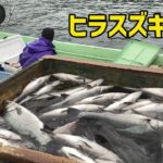 【漁師】小型定置網でヒラスズキが大量にとれた！【Net blackfin seabass】