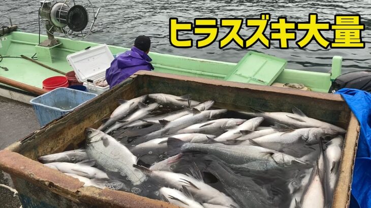 【漁師】小型定置網でヒラスズキが大量にとれた！【Net blackfin seabass】