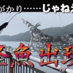 平穏な堤防に突如現れた怪魚　シーバスロッドがぶち曲がる