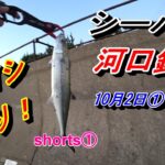 【シーバス 河口釣行 10月2日① @128 shorts①】#shorts