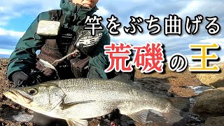 ついにランカー降臨！？荒磯の王者ヒラスズキ。【ゼロから始める磯ヒラスズキ#5】