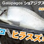 【#メジロ からの…#ヒラスズキ ! 】南紀パトロール其ノ六 #Galápagos ショアジグスティックでメジロ 〜ヒラスズキ！ #和歌山 #南紀 #つり具のブンブン #ブンブンオリカラ #青物