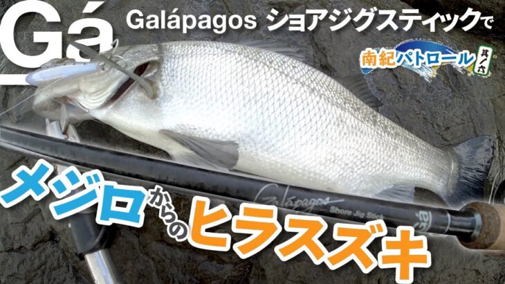 【#メジロ からの…#ヒラスズキ ! 】南紀パトロール其ノ六 #Galápagos ショアジグスティックでメジロ 〜ヒラスズキ！ #和歌山 #南紀 #つり具のブンブン #ブンブンオリカラ #青物