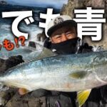 伊豆半島地磯ヒラスズキ釣行『サラシの中から…青物⁉︎』