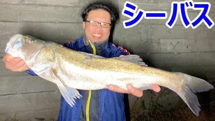 最近のシーバス釣りについての近況報告　シーズン中ちゃんと釣ってました