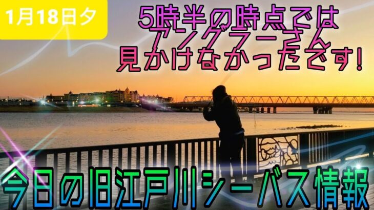 今日の旧江戸川、綺麗ですね〜！シーバス情報!