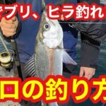 【これでブリ、ヒラスズキ釣れます】現地でプロに聞いたブリとヒラスズキの釣り方教えます！【超激熱のショアジギング】