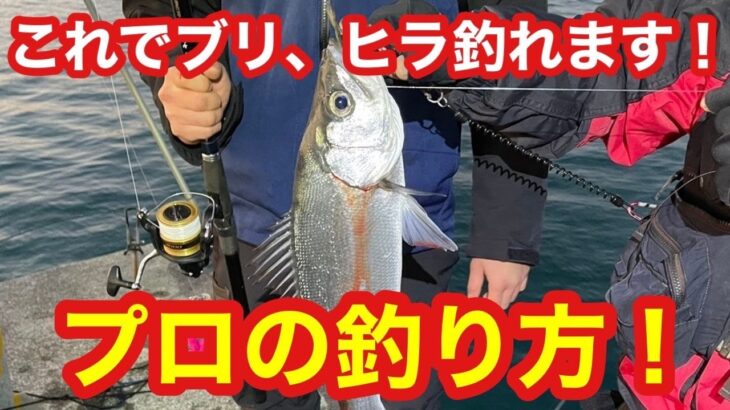 【これでブリ、ヒラスズキ釣れます】現地でプロに聞いたブリとヒラスズキの釣り方教えます！【超激熱のショアジギング】