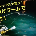 那珂川河口シーバス釣り【2022年2月上旬】バチ抜けワームで爆釣！
