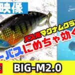 【水中画像】BIG-M2.0はバス用ルアーだけどシーバスでもめっちゃ強いです！【Megabass】