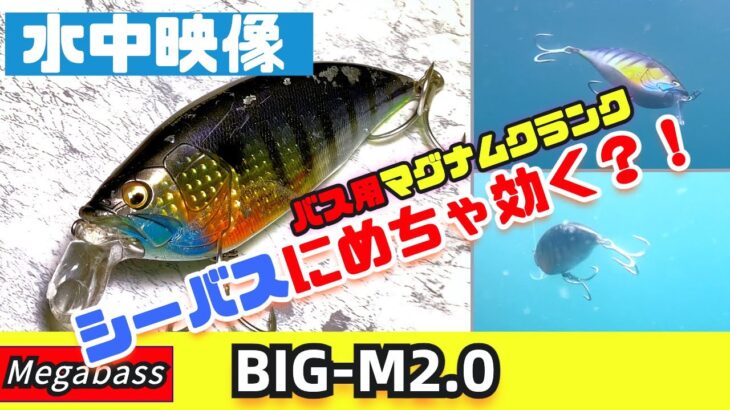 【水中画像】BIG-M2.0はバス用ルアーだけどシーバスでもめっちゃ強いです！【Megabass】