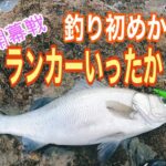 長崎　磯ヒラ　腹パンヒラスズキ❗️