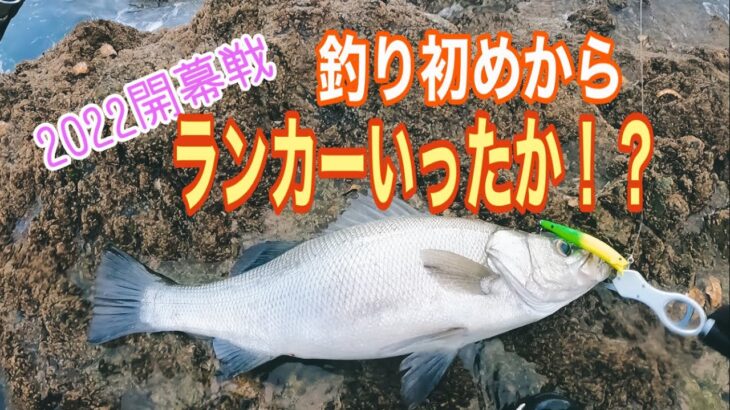 長崎　磯ヒラ　腹パンヒラスズキ❗️