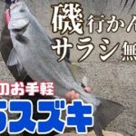 【ヒラスズキ】サラシ無しでも釣れる！！道路脇で手軽にヒラスズキ