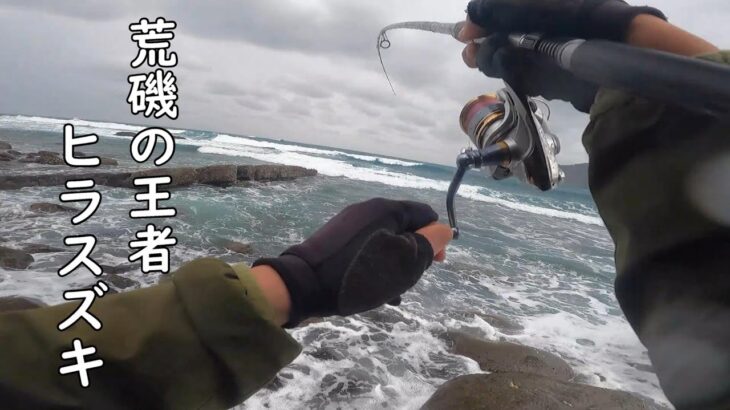 【ヒラスズキ】海は大荒れ！荒磯の王者ヒラスズキを狙います！