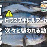 【Mr.Tが行く】早春のヒラスズキが水面割りまくりの連発劇【南紀パトロール】