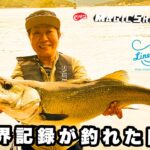 世界記録のヒラスズキが釣れた日 トップウォーター  World record fish Sea bass Black fin