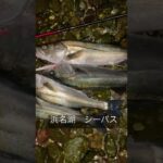 シーバス釣り　#shorts #浜名湖#奥浜名湖