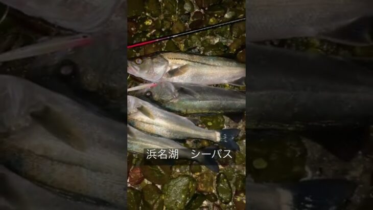 シーバス釣り　#shorts #浜名湖#奥浜名湖