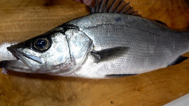 マルとは別物！ヒラスズキの食べ方はこれでしょう