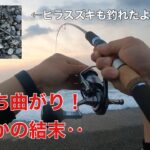 ヒラスズキを釣りに行ってまさかの大物がヒット！そしてまさかの結末ｗ【七里御浜】