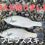 【砂ヒラ】ヒラスズキはサーフにちゃんといます