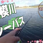 相模川でシーバス釣り【2022年4月】