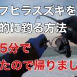 【七里御浜】5分で釣れたので帰りました【ヒラスズキ】