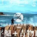 磯でヒラスズキと初対決[磯ヒラ入門]【TW#1】 Fishing in stormy weather  for blackfin seabass  [Landbased game]