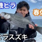 友人、初めての磯ヒラ密着！　鹿児島釣り　ヒラスズキ