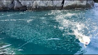 離島の規格外に小魚が沸く海にルアーを投げたらとんでもないことにwww