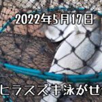 【シーバス(ヒラスズキ)】2022年5月17日の宮崎港