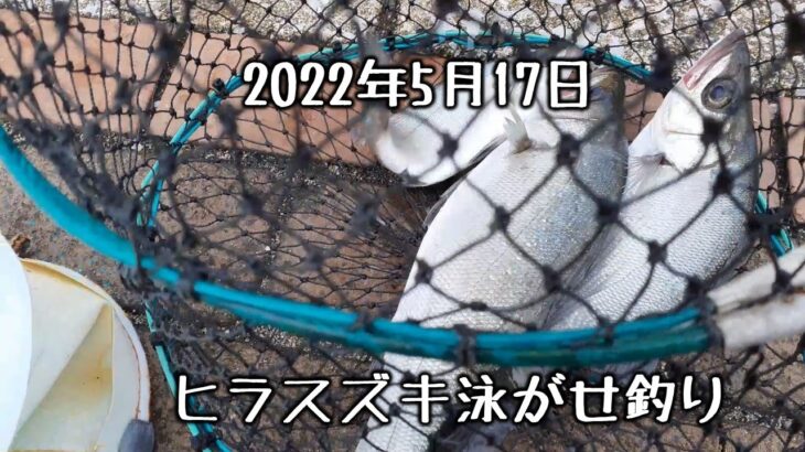 【シーバス(ヒラスズキ)】2022年5月17日の宮崎港