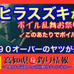 【高知県㊙️釣り情報】ヒラスズキがボイル乱舞！お祭り騒ぎの無双状態！最後に９０オーバーのヤツが来た〜！