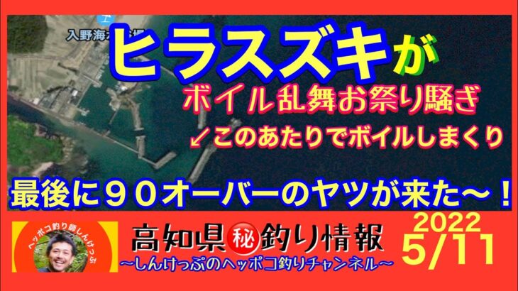 【高知県㊙️釣り情報】ヒラスズキがボイル乱舞！お祭り騒ぎの無双状態！最後に９０オーバーのヤツが来た〜！