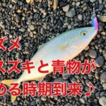 【七里御浜】最近のヒラスズキの状況と波がない時の狙う場所【青物も狙う】