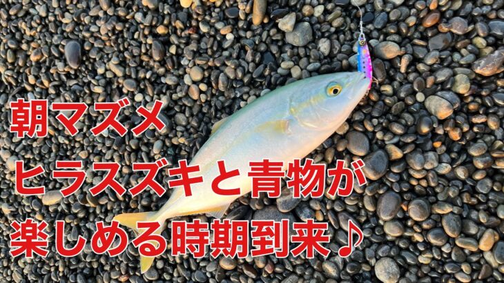 【七里御浜】最近のヒラスズキの状況と波がない時の狙う場所【青物も狙う】