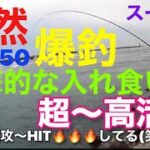 【浜名湖】泳がせ 足元ヒラスズキだらけ 爆釣  #遠州灘 #浜名湖 #釣り #泳がせ #泳がせ釣り #ヒラスズキ #爆釣 #爆釣チャンネル #連発 #入れ食い