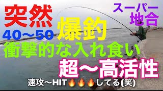 【浜名湖】泳がせ 足元ヒラスズキだらけ 爆釣  #遠州灘 #浜名湖 #釣り #泳がせ #泳がせ釣り #ヒラスズキ #爆釣 #爆釣チャンネル #連発 #入れ食い