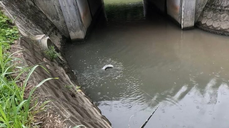 ナマズ釣りしてたらシーバスのボイルラッシュに遭遇した