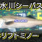 yasu 川シーバス淡水【ドリフトミノー】シーバス釣り/2022年5月river  seabassfishing