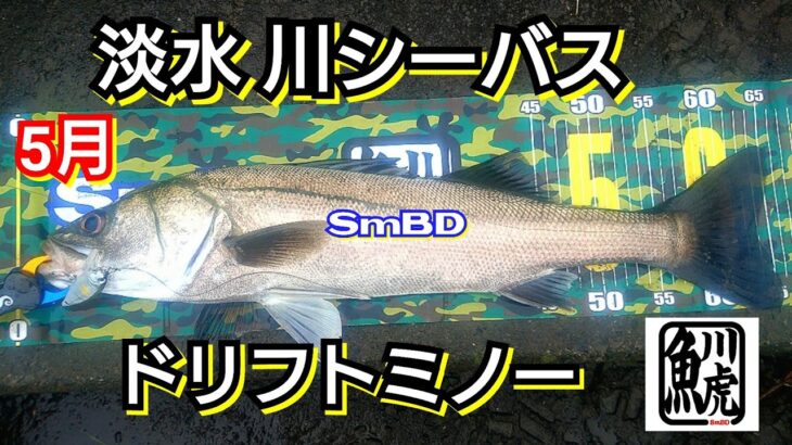 yasu 川シーバス淡水【ドリフトミノー】シーバス釣り/2022年5月river  seabassfishing