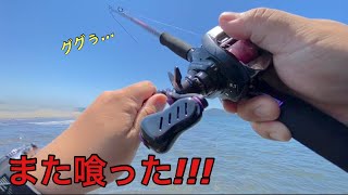 湖にシーバスルアー投げたらめっちゃ釣れるやん。ハートランドリベラリスト803m+。