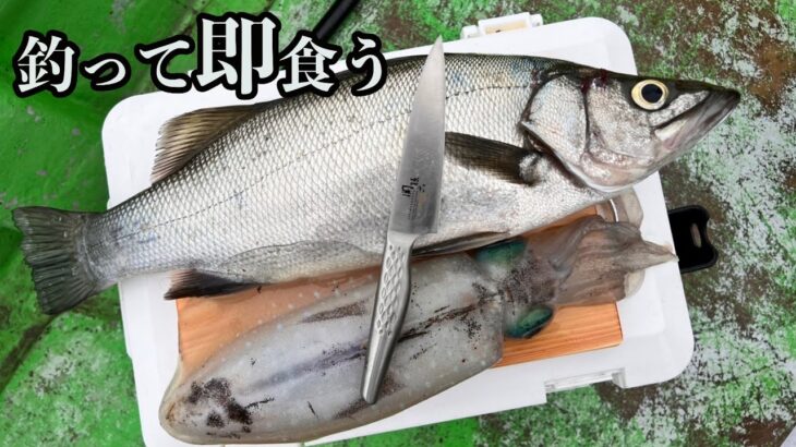 ヤエンで釣った”アオリイカ”と”ヒラスズキ”をその場で捌く食す!!  ~さかむらイカダでカセ釣り編~